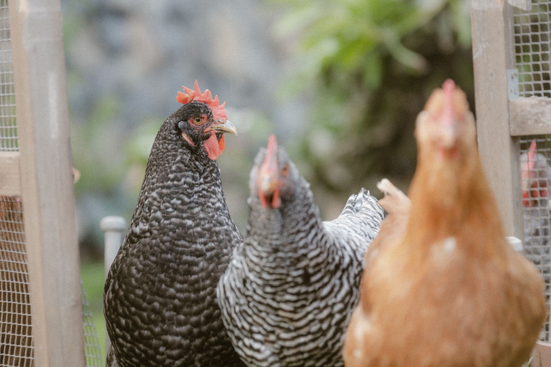 A small wooden chicken coop beside raised garden beds on a rural New York property